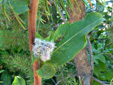 Glaucous rattlesnakeroot : 4- Stalk, flower buds and leaf