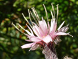 Glaucous rattlesnakeroot : 5- Flower