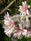Glaucous rattlesnakeroot : 6- Inflorescence