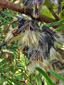 Glaucous rattlesnakeroot : 7- Fruits