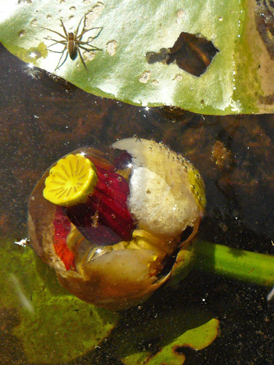 Small yellow pond-lily (Nuphar microphylla) : Flower