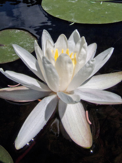 Fragrant water-lily (Nymphaea odorata) : Flower