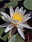 Fragrant water-lily : 1- Flower