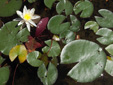 Fragrant water-lily : 2- Flowering plant