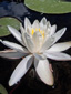 Fragrant water-lily : 5- Flower