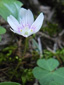 Common wood-sorrel : 3- Flower