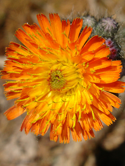 Orange Hawkweed (Pilosella aurantiaca) : Flower head