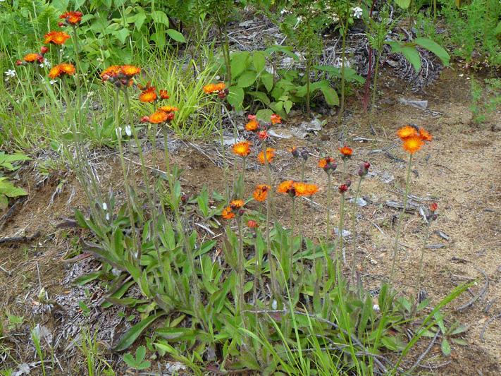 Eperviere orangee (Pilosella aurantiaca) Colonie