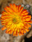 Orange Hawkweed : 3- Flower head