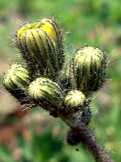 Meadow hawkweed (Pilosella caespitosa) : Buds