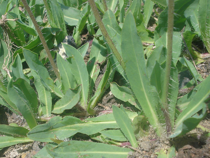 Meadow hawkweed (Pilosella caespitosa) : Base leaves whorl