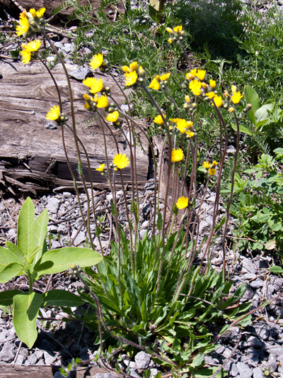 Meadow hawkweed (Pilosella caespitosa) : Flowering plants