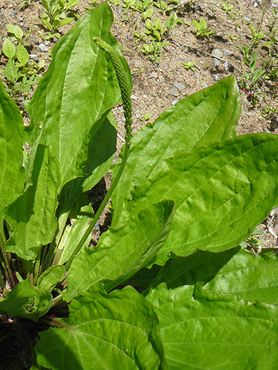Common plantain (Plantago major) : Plant and inflorescence