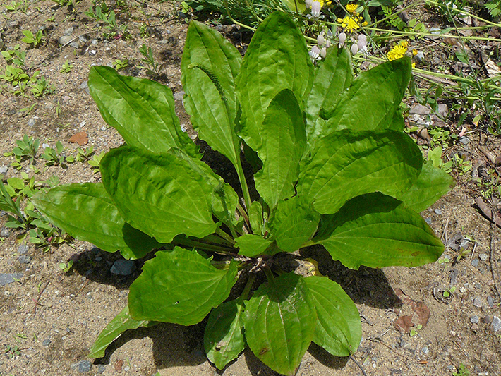 Common plantain (Plantago major) : Plant