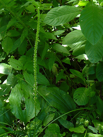 Common plantain (Plantago major) : Inflorescence