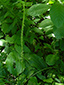 Common plantain : 3- Inflorescence