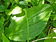 Common plantain : 4- Leave