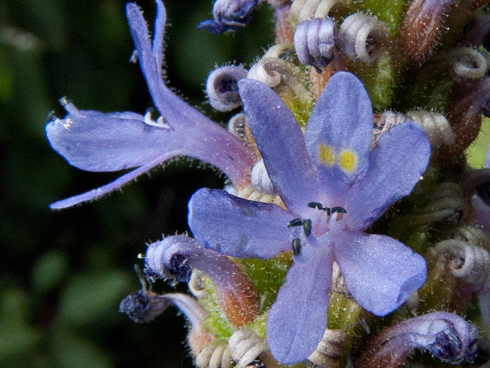 Pickerelweed (Pontederia cordata) : Flowers