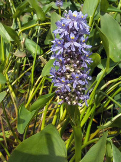 Pickerelweed (Pontederia cordata) : Flowering plant