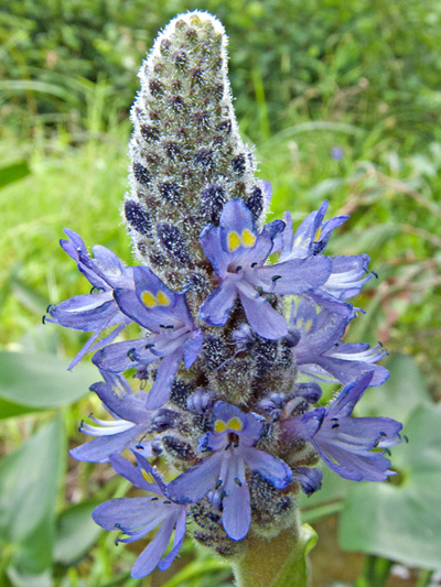 Pickerelweed (Pontederia cordata) : Inflorescence