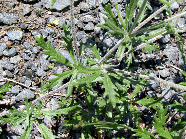 Silvery cinquefoil (Potentilla argentea) : Leaves and stems