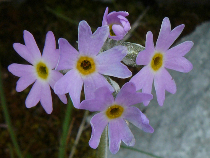 Laurentian primrose (Primula laurentiana) : Inflorescence