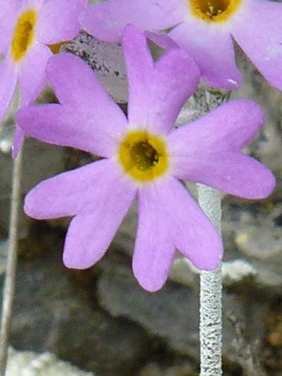 Laurentian primrose (Primula laurentiana) : Flower
