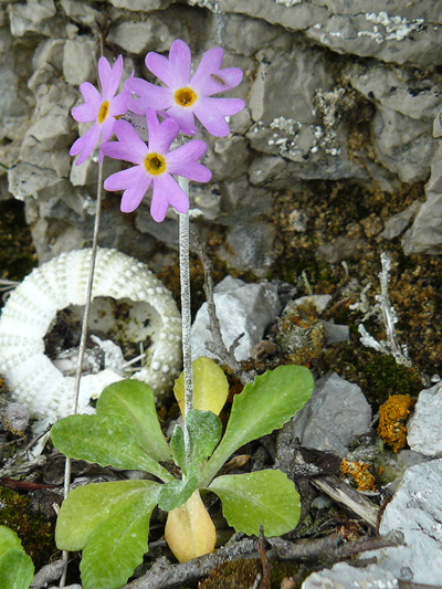 Laurentian primrose (Primula laurentiana) : Flowering plant