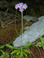 Laurentian primrose : 1- Flowering plant