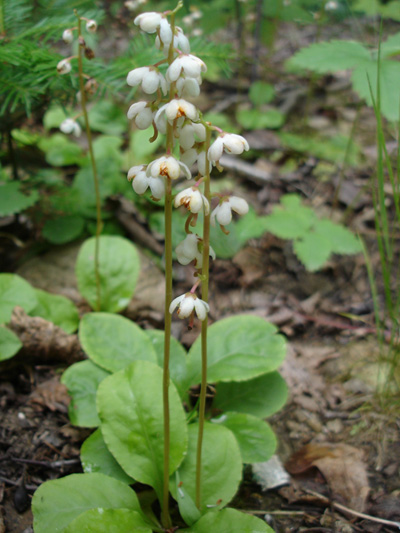 Shinleaf (Pyrola elliptica) : Flowering plants