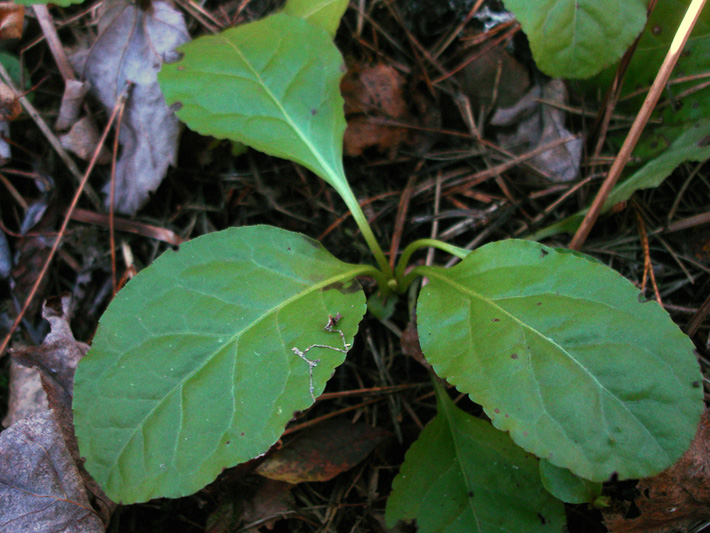 Shinleaf (Pyrola elliptica) : Evergreen leaves