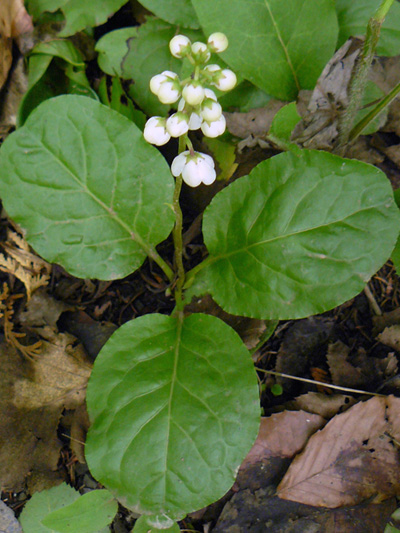 Shinleaf (Pyrola elliptica) : Flowering plant