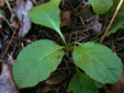 Shinleaf : 3- Evergreen leaves