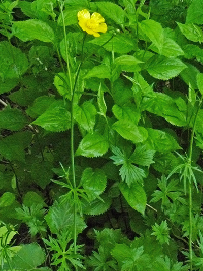Common buttercup (Ranunculus acris) : Flowering plant