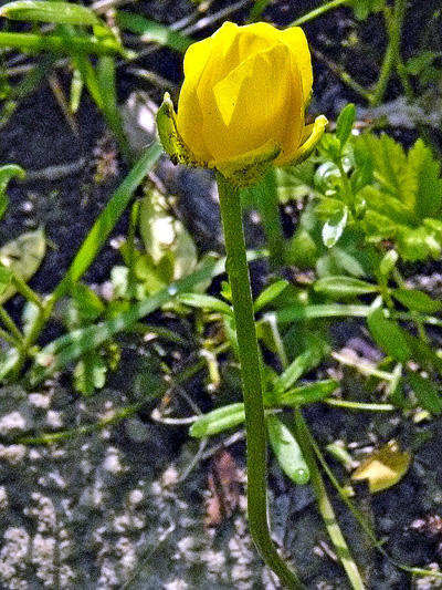 Common buttercup (Ranunculus acris) : Close flower