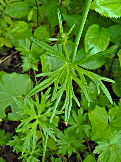 Common buttercup (Ranunculus acris) : Leaves