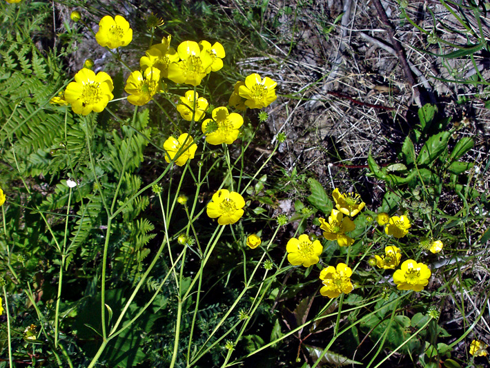 Common buttercup (Ranunculus acris) : Plants with flowers and fruits