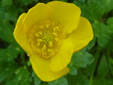 Common buttercup : 4- Flower