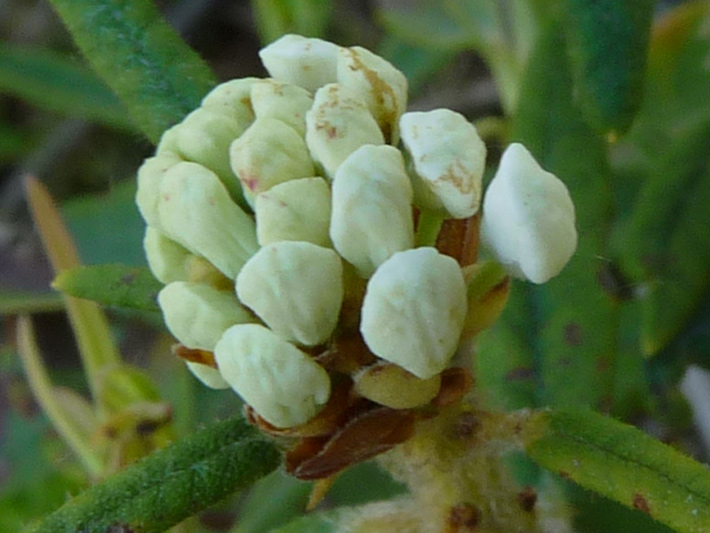 Common Labrador tea (Rhododendron groenlandicum) : Buds