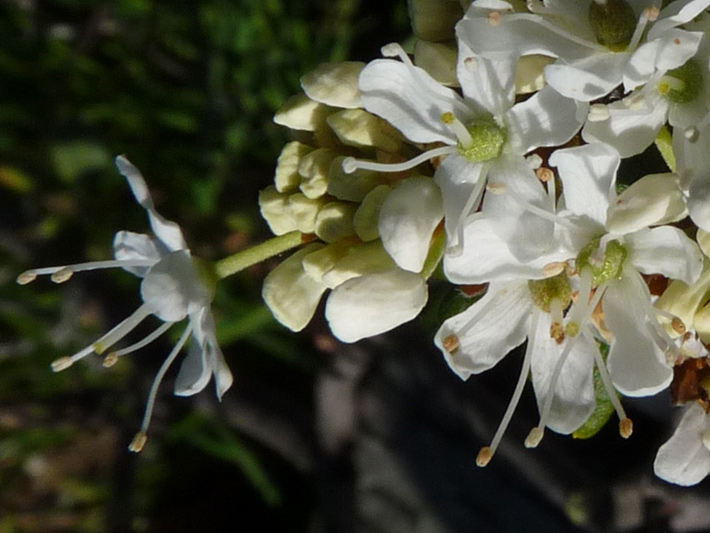 Common Labrador tea (Rhododendron groenlandicum) : Flowers