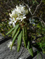 Common Labrador tea : 3- Flowering plant