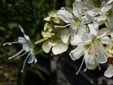 Common Labrador tea : 4- Flowers