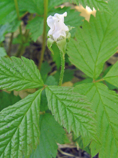 Dewberry (Rubus pubescens) : Flowering plant