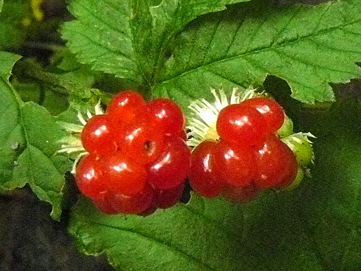 Dewberry (Rubus pubescens) : Fruits