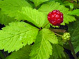 Dewberry : 3- Fruit