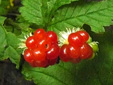 Dewberry : 5- Fruits