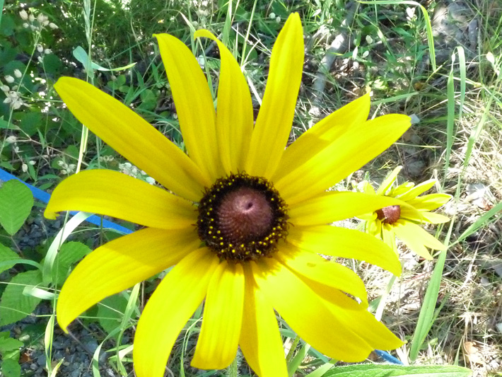Black-eyed Susan (Rudbeckia hirta) : Flower