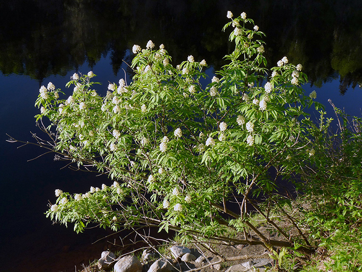Red elderberry (Sambucus racemosa) : Flowering shrub