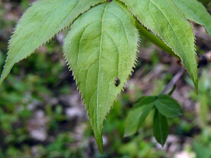 Red elderberry (Sambucus racemosa) : Leaves