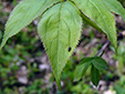 Red elderberry : 6- Leaves